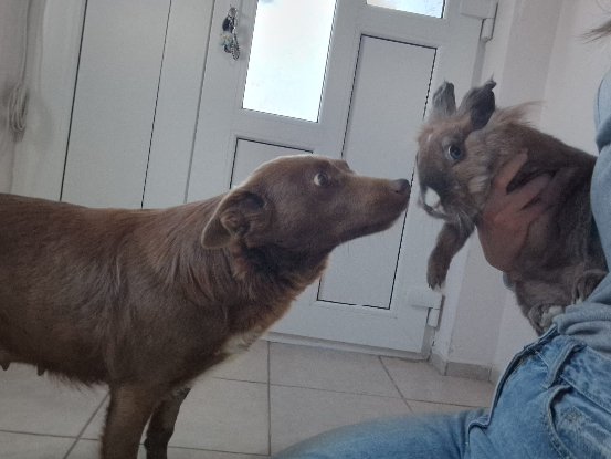 Adopter Jassel