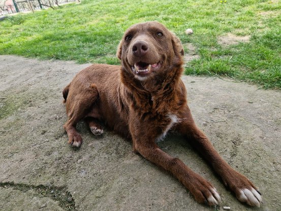 Adopter Jassel