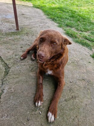 Adoption Jassel