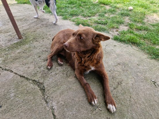 Adoption Jassel