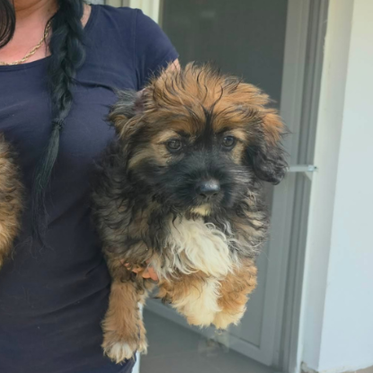 Adopter Jena