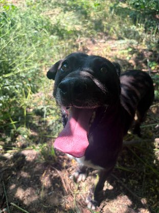 Adopter Joe