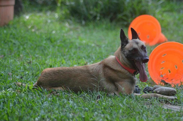 Adopter Joy