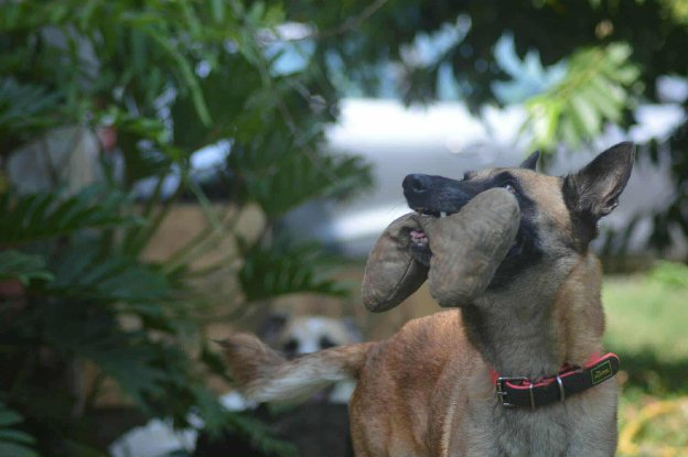 Adopter Joy