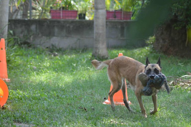 Adoption Joy