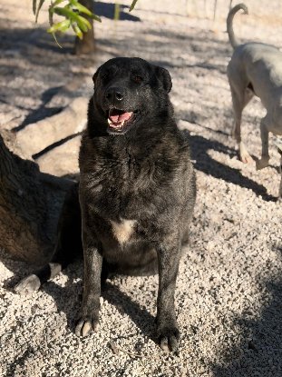 Adopter Judith