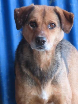 Adopter Juliette