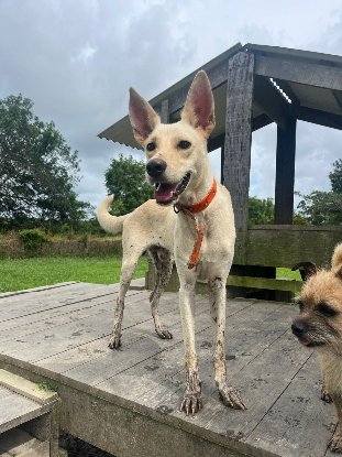 Adopter Jump