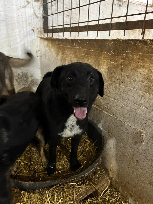 Adopter Kairos