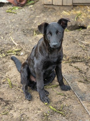 Adopter Kalei
