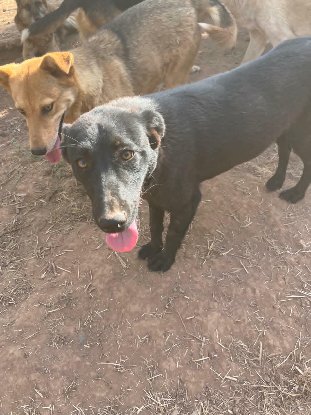 Adoption Kali