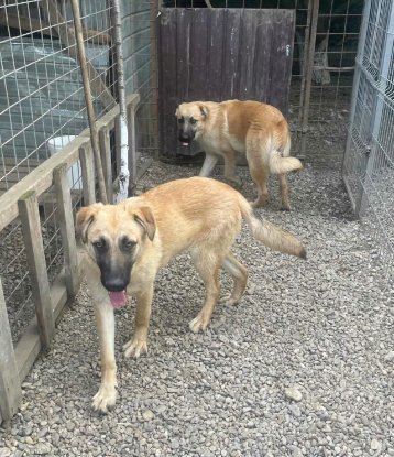 Adopter Kalle