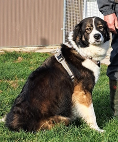 Adopter Kaly