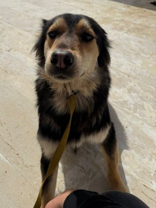 Adopter Katkout
