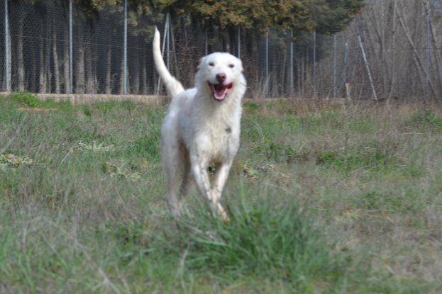 Adopter Katya