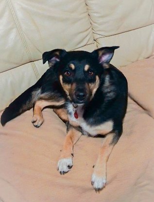 Adopter Kelina
