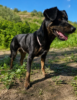 Adopter Kenya