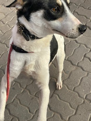 Adoption Kenza