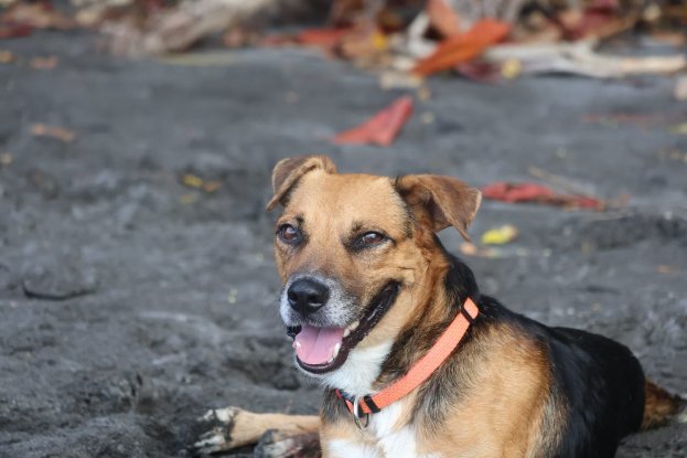 Adopter Keops