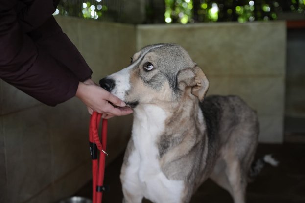 Adopter Keyla