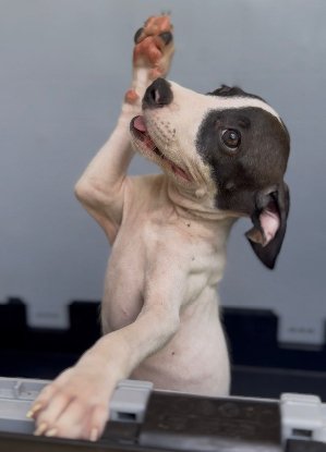 Adopter Kimi