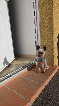 Adopter Kimo