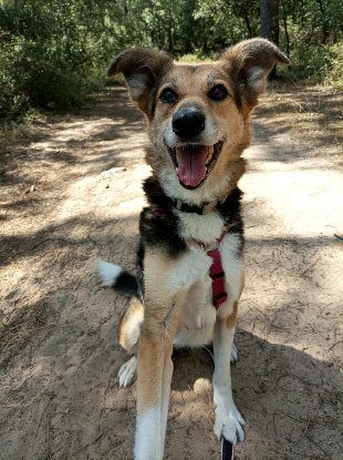 Adopter Kimy