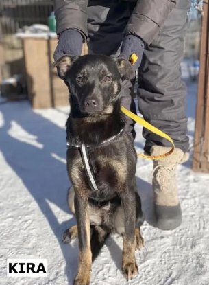 Adopter Kira