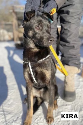 Adopter Kira