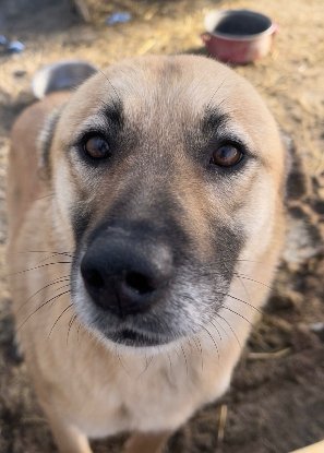 Adopter Kira