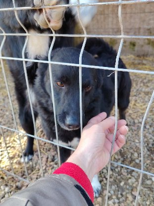 Adoption Kishi