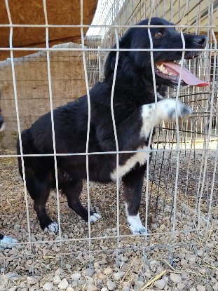 Adoption Kishi