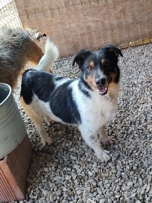 Adopter Kiwi