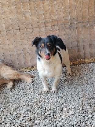 Adopter Kiwi