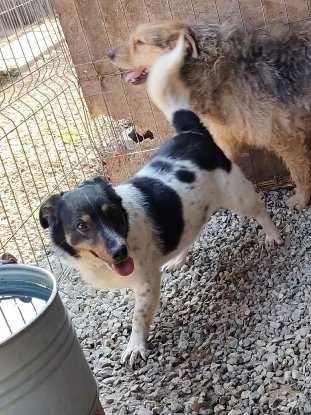Adoption Kiwi
