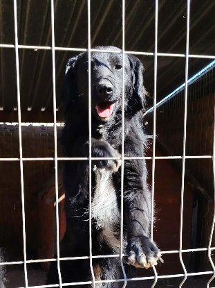 Adopter Kiyo