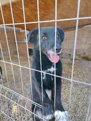 Adopter Koffi