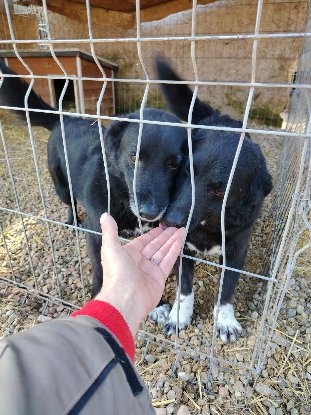 Adopter Koffi