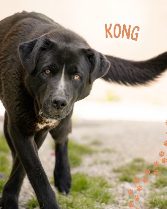 Adopter Kong