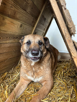 Adopter Konny