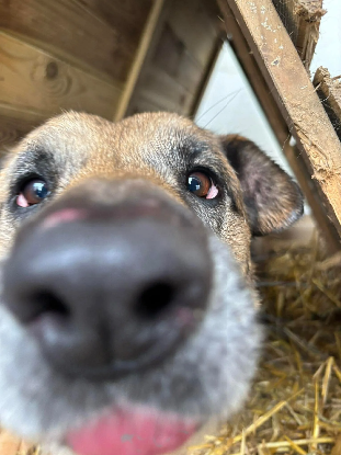 Adopter Konny