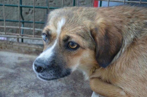 Adopter Kora