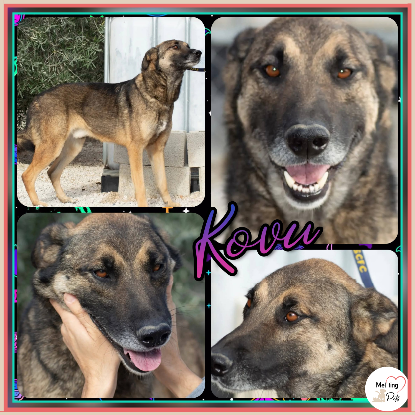 Adopter Kovu