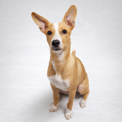 Adopter Kovu