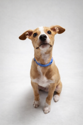 Adoption Kovu