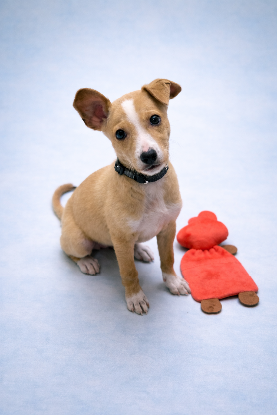 Adoption Kovu