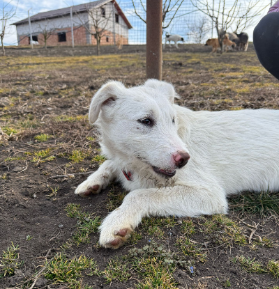 Adopter Laddie