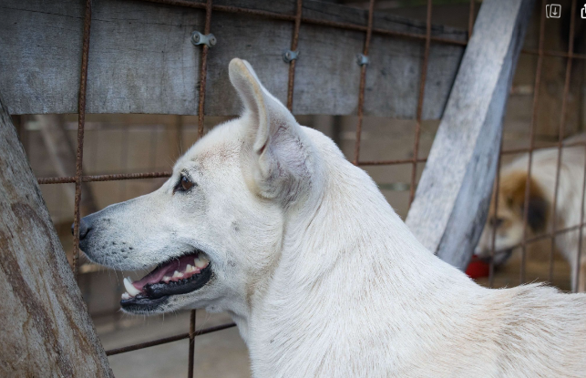 Adopter Lady