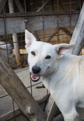Adopter Lady