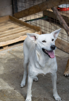 Adoption Lady